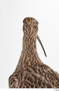 Bird  11 head neck 0002.jpg